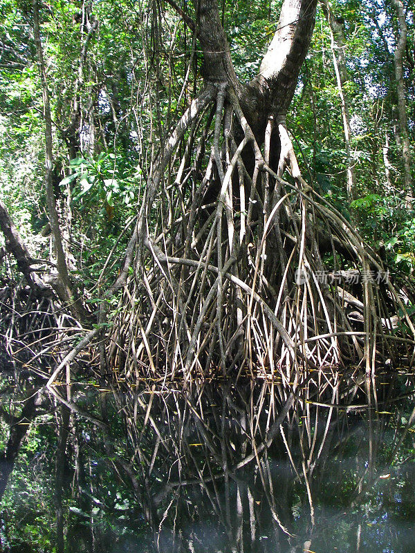 缠绕根黑红树林沼泽Cuero Salado保护区洪都拉斯